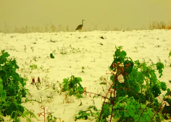 nieve