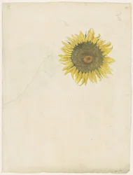 Girasol