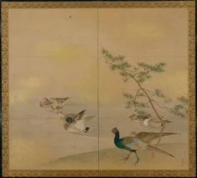 Aves acuáticas