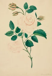 Rosa Damascena