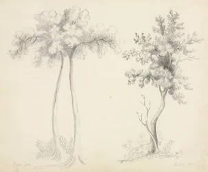 Estudios de Árboles Upas y Arce