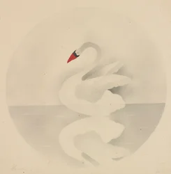 Cisne
