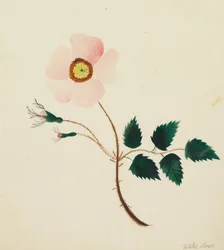 Rosa silvestre