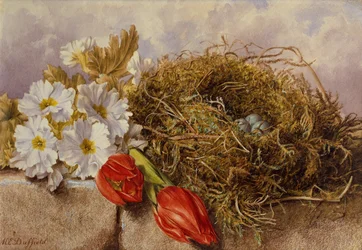 Bodegón de tulipanes en flor y un nido de pájaro en una repisa (lápiz y acuarela)