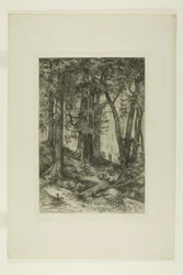 Un bosque de California