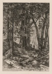 Interior de un bosque de California después de Thomas Moran, 1888