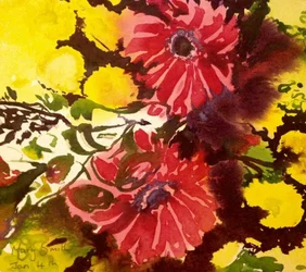 gerberas