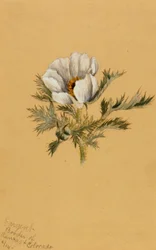 (Sin título) (Estudio de flores)