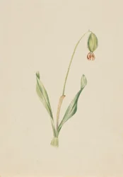 (Sin título) (Estudio de plantas)