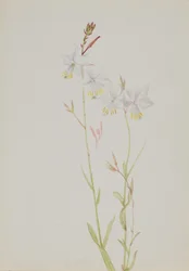 (Sin título--Estudio de flores)