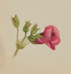 (Sin título--Estudio de flores)