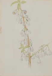 (Sin título--Estudio de flores)