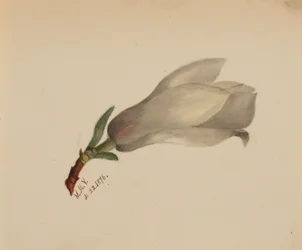 (Sin título--Estudio de flores)