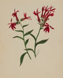 (Sin título--Estudio de flores)