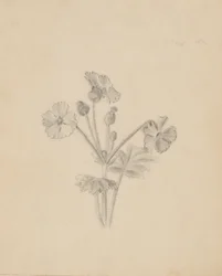 (Sin título--Estudio de plantas)