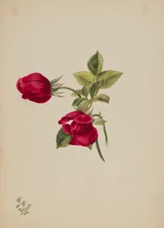 (Sin título--Rose)