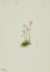 Prímula de Alberta (Primula maccalliana)