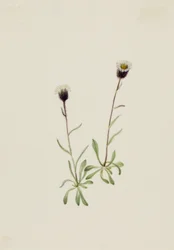 Erigeron unalaschensis, n.d.