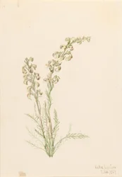 Helecho alpino (Pedicularis contorta)