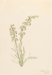 Vida de Helecho Alpino Pedicularis contorta, 1907