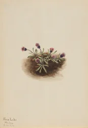 Flor de los Alpes (Erigeron unalaschcensis)