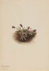 Erigeron alpino Erigeron unalaschcensis, 1916