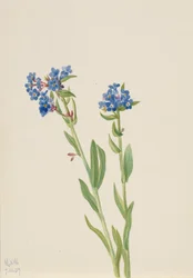 Nomeolvides Alpino Myosotis alpestris, 1937