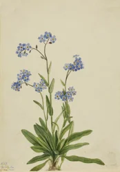 Nomeolvides alpino Myosotis alpestris, 1924