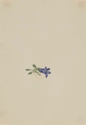 Campanilla alpina (Campanula lasiocarpa)