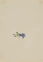 Campanilla alpina Campanula lasiocarpa