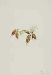 Terciopelo alpino (Oxytropis podocarpa)