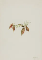 Vetch alpino, 1918