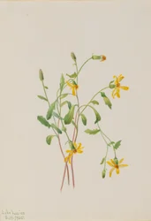 Artemisa alpina (especie Senecio)