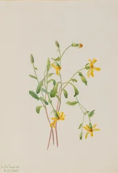 Senecio alpino Senecio species, 1905