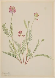 Arveja alpina (Astragalus bourgovii)