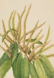 Castaño americano Castanea dentata, 1932