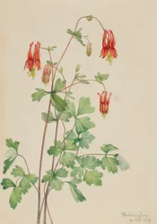 Columbina americana (Aquilegia canadensis)