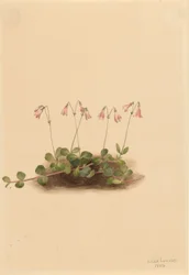 Campanilla americana (Linnaea borealis americana)