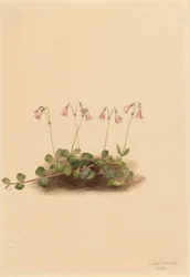 Linaea borealis americana, 1902