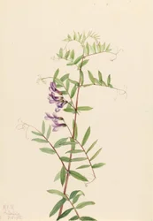 Veza americana (Vicia americana)