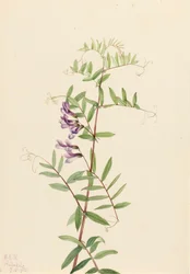 Arveja americana Vicia americana, 1922