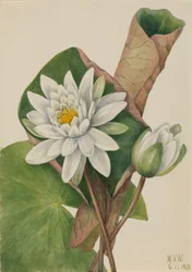 Nenúfar americano Castalia odorata, 1920