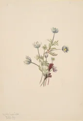 Anémona Anemone drummondii, 1907
