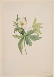 Anémona canadensis