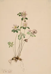 Anemonella Syndesmon thalictroides