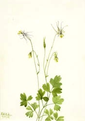 Aquilegia ecalcarata, 1935