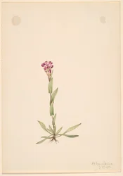 Arabis lyallii, 1916