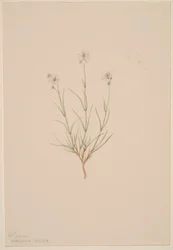 Arenaria formosa