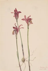Arethusa Bulbosa