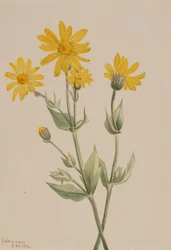 Árnica Arnica latifolia, 1904
